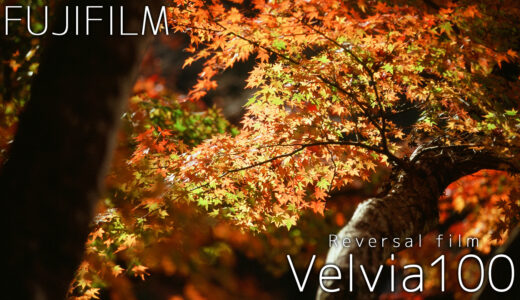 超高彩度ポジフィルム「Velvia100」作例・レビュー